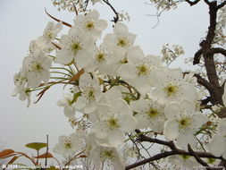 梨花开了